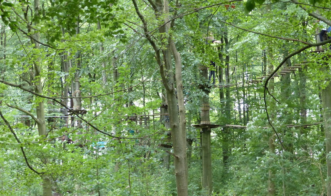 Steps, ladders, platforms in the trees