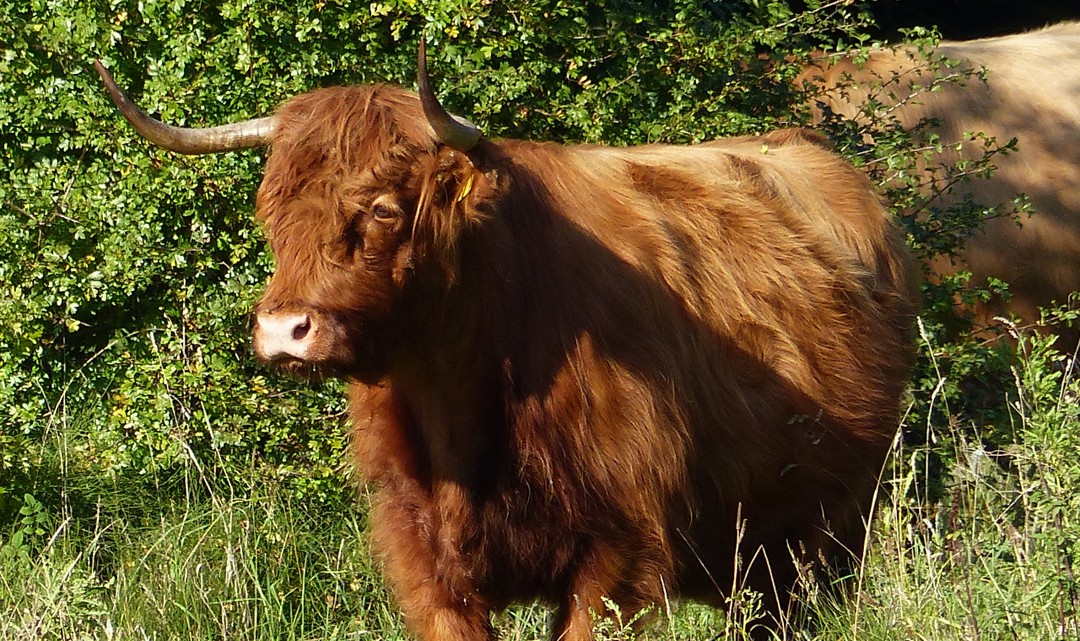 A Scottish Highlander