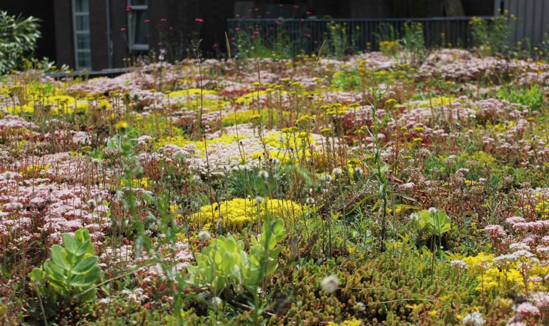 The eco-roof blooming with white and yellow field flowers