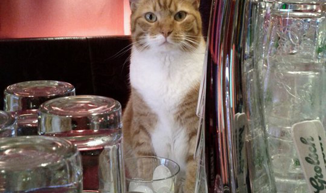 The ginger bar cat