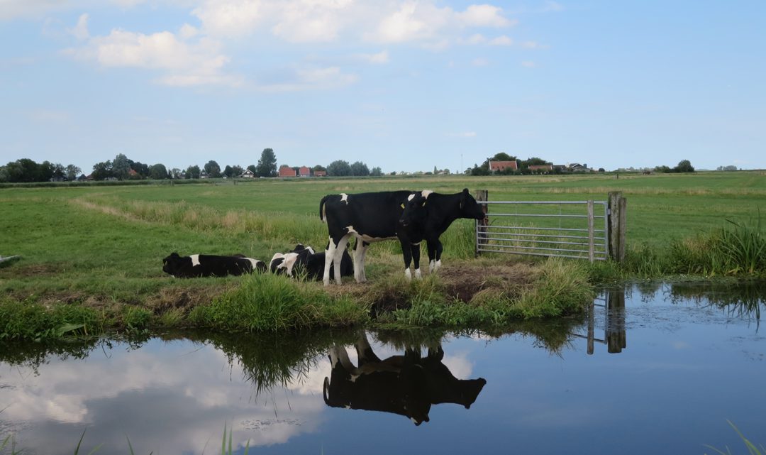 Black and white cows in the field, next to water