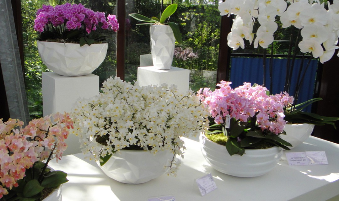 A variety of orchids on display
