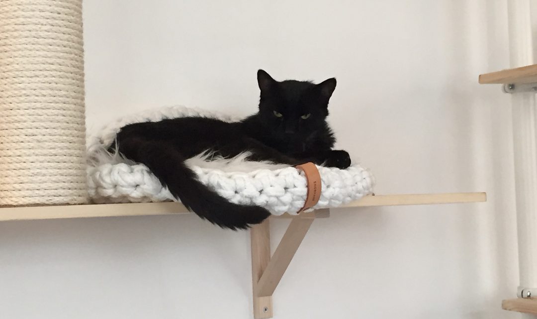 Black cat in basket