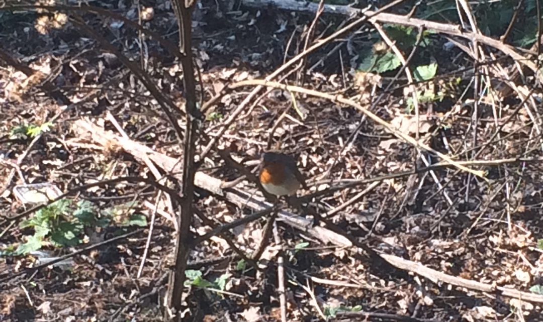 Red Robin in the bush
