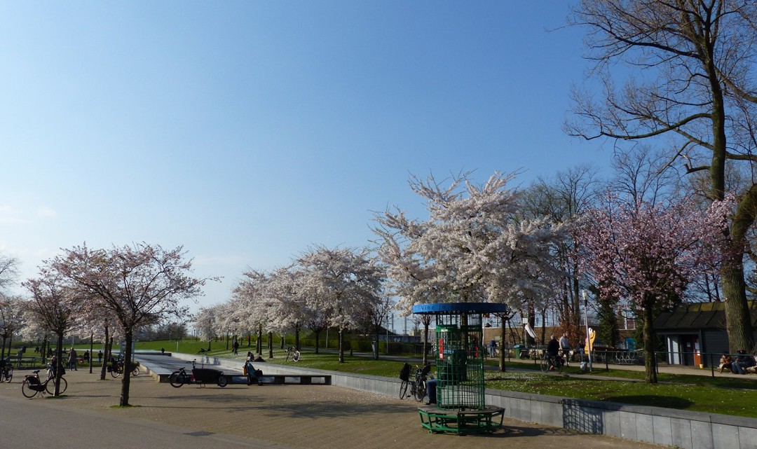 The water garden in Westerpark with spring blossom